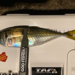 2020年最後のアジング投稿【釣り納め】