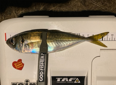 2020年最後のアジング投稿【釣り納め】