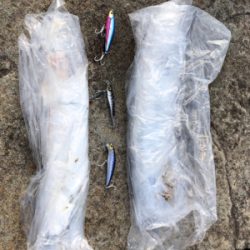 必見！サゴシの夢は終わらないゾ