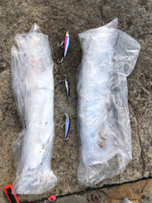 必見！サゴシの夢は終わらないゾ