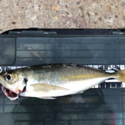 朝マズメ中アジ好調