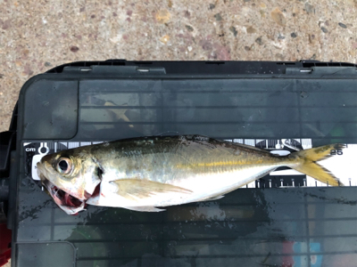 朝マズメ中アジ好調