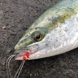 もしかしてブリマサ?