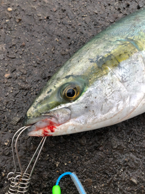 もしかしてブリマサ？