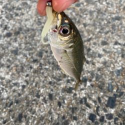 たくさん釣れました