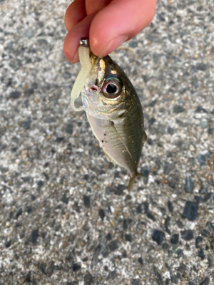 たくさん釣れました