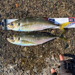 アジング・メバリング