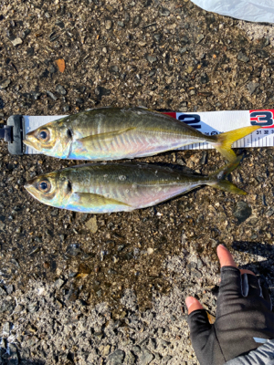 アジング・メバリング