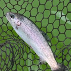 エンジョイトラウト