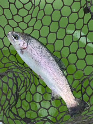 エンジョイトラウト