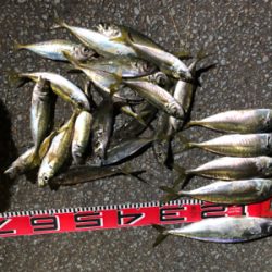 2020納竿‼︎かな