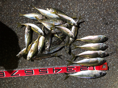 2020納竿‼︎かな