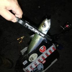 アジいない。のか?