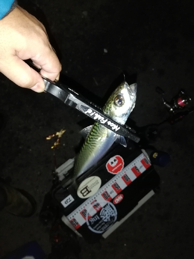 アジいない。のか?