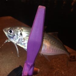 大阪湾奥アジング 釣り納め