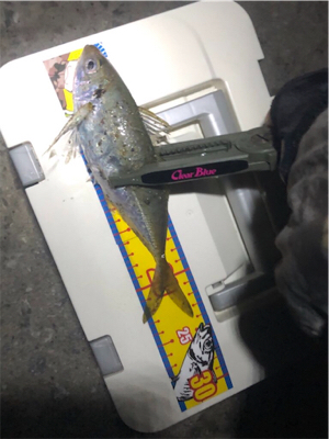 ベイトアジング