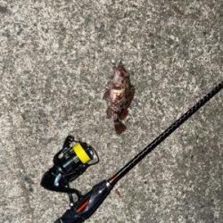 釣り納めは癒しのカサゴ