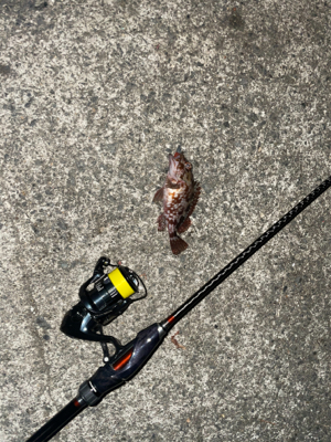 釣り納めは癒しのカサゴ