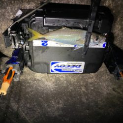 釣り納 アジング まさかの2020年で1番釣れた