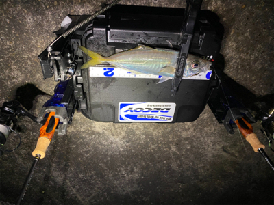 釣り納 アジング まさかの2020年で1番釣れた