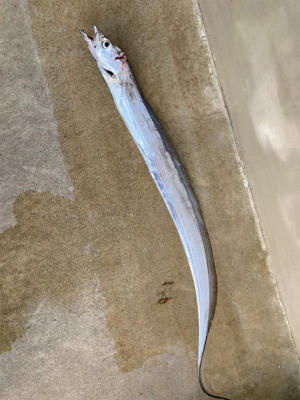 ルアーフィッシングでタチウオ釣果！！