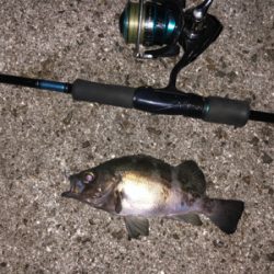 淡路メバリング