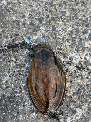 小さなメタルジグにイカ