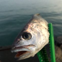 夕マズメのカマス