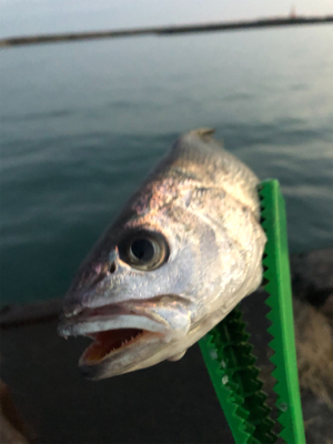 夕マズメのカマス