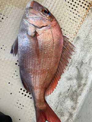 釣り納！タイラバGO!