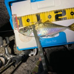 2020釣納め　アジング