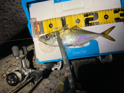 2020釣納め　アジング