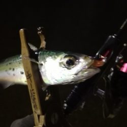 アジング練習 244  ヒイカ調査