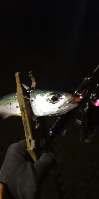 アジング練習 244  ヒイカ調査