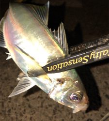 アジングナイト(釣り納め)