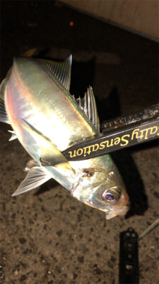 アジングナイト(釣り納め)