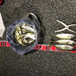 本当に年内最後です。納竿‼︎