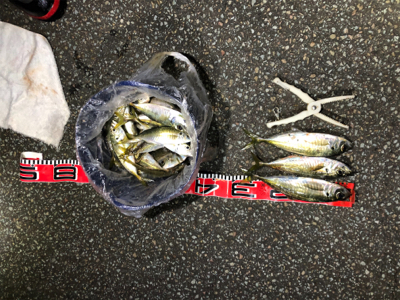 本当に年内最後です。納竿‼︎