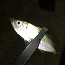 2020年ラスト釣行