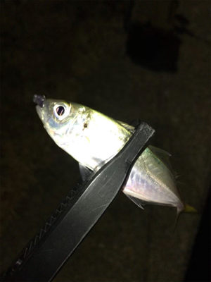 2020年ラスト釣行