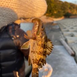 とっとパークから坊主逃れのため小島漁港へ