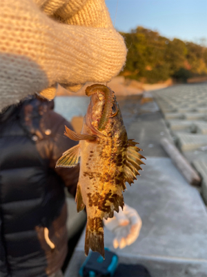 とっとパークから坊主逃れのため小島漁港へ