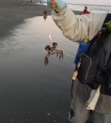 ワタリガニさん