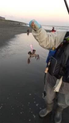 ワタリガニさん