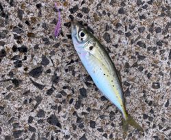 壱岐島でアジング！