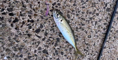 壱岐島でアジング！