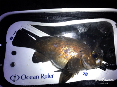 釣り納めメバリング