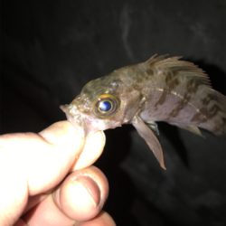 極寒　釣り納め！