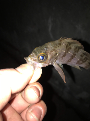 極寒　釣り納め！