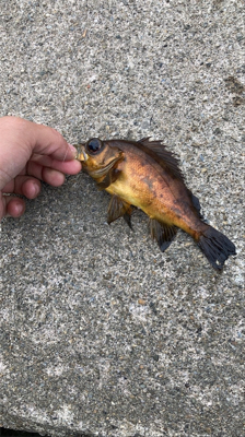 マヅメ特攻隊　隊長よりメバル釣果報告